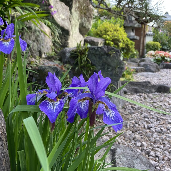 みゆおかあやんのカバー写真