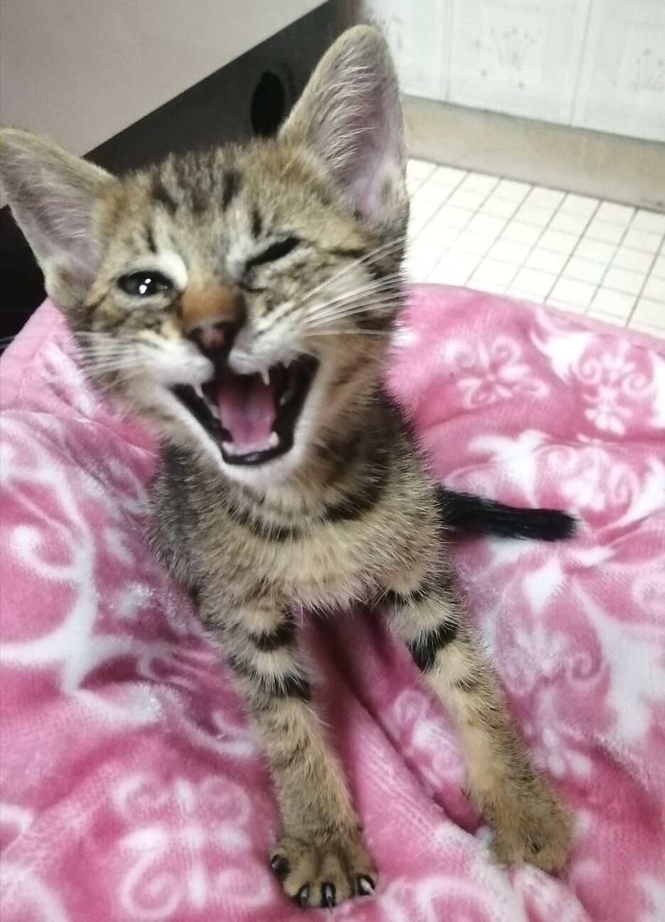 見学大歓迎 片目ハンデ かん太くん サムネイル2