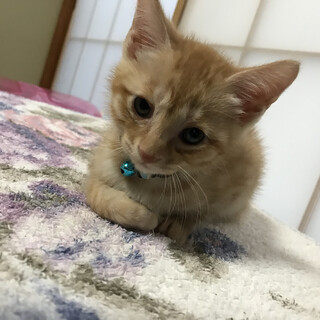 里親決定しました