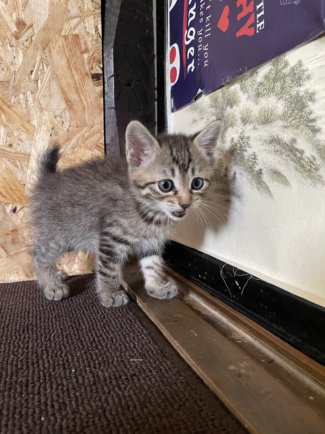 ちょっと困った顔のメス猫 岩手県 猫の里親募集 ペットのおうち 月間利用者150万人