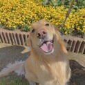 ゴールデンレトリバー