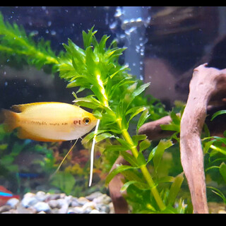 ゴールデンハニードワーフグラミー♂　4㎝くらい