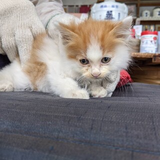 終生飼える方求む
