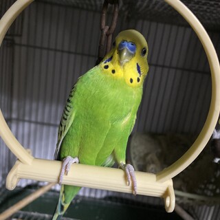 セキセイインコのともちゃんです