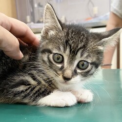 『Terra里親会猫部』