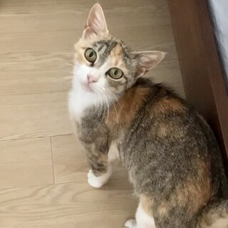 【トライアル決定】凛ちゃん 推定3歳