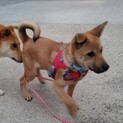 保護犬を迎えませんか？♂