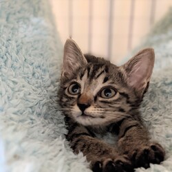 阪急吹田近く＊子猫も参加　ねこの幸せさがし譲渡会 サムネイル2