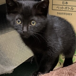人気の黒猫【トライアル決定】