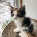 【6/21家族決定】大阪府・琥珀ちゃん