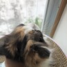 【6/21家族決定】大阪府・琥珀ちゃん サムネイル2