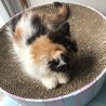 【6/21家族決定】大阪府・琥珀ちゃん サムネイル3