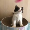 【6/21家族決定】大阪府・琥珀ちゃん サムネイル4