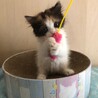 【6/21家族決定】大阪府・琥珀ちゃん サムネイル5