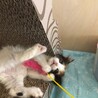 【6/21家族決定】大阪府・琥珀ちゃん サムネイル6