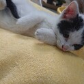 かわいい♡牛柄子猫ちゃん！里親募集です！