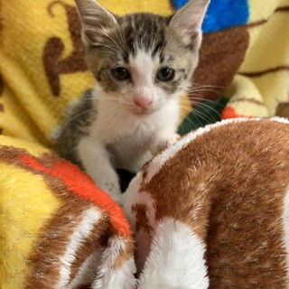 No.44 甘えん坊サバちゃん