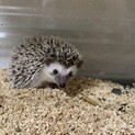 ハリネズミの里親さんを探しています