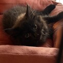 「トライアル決定」ふわふわ長毛の黒猫キキくん