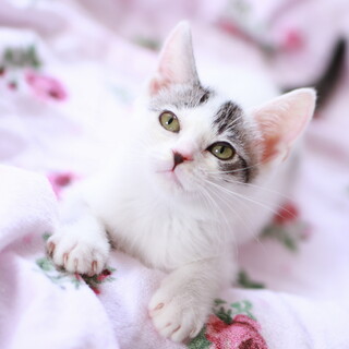 「トライアル決定」性格の良い男の子