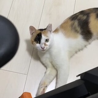 【譲渡会or個別面会可】少し薄色の三毛猫