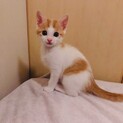 激かわ！わんぱく茶白仔猫！募集停止