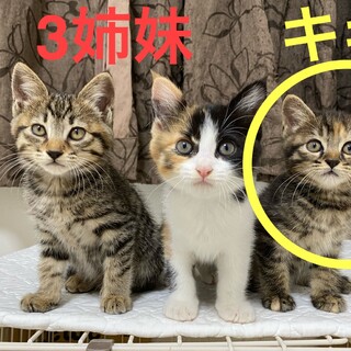 【2ヶ月弱】②キジトラ♀ 控えめ甘えん坊