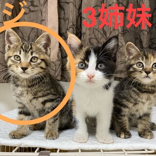 【2ヶ月弱】③キジトラ♀ 元気沢山 甘えん坊