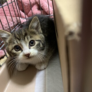 キジ白　【トライアル決定】