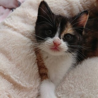 兄妹2匹一緒にお願いします