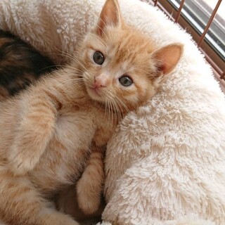 兄妹2匹一緒にお願いします