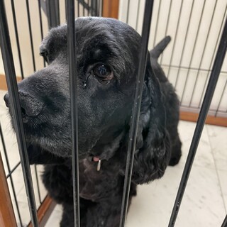 里親様決定しました