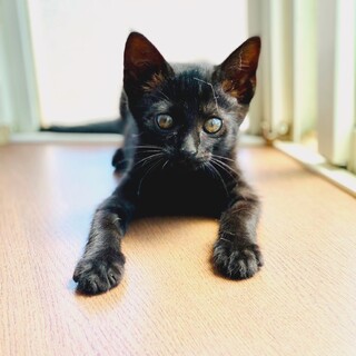 5兄妹のブラックスモーク♡リンちゃん