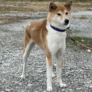 雑種 メス 5歳