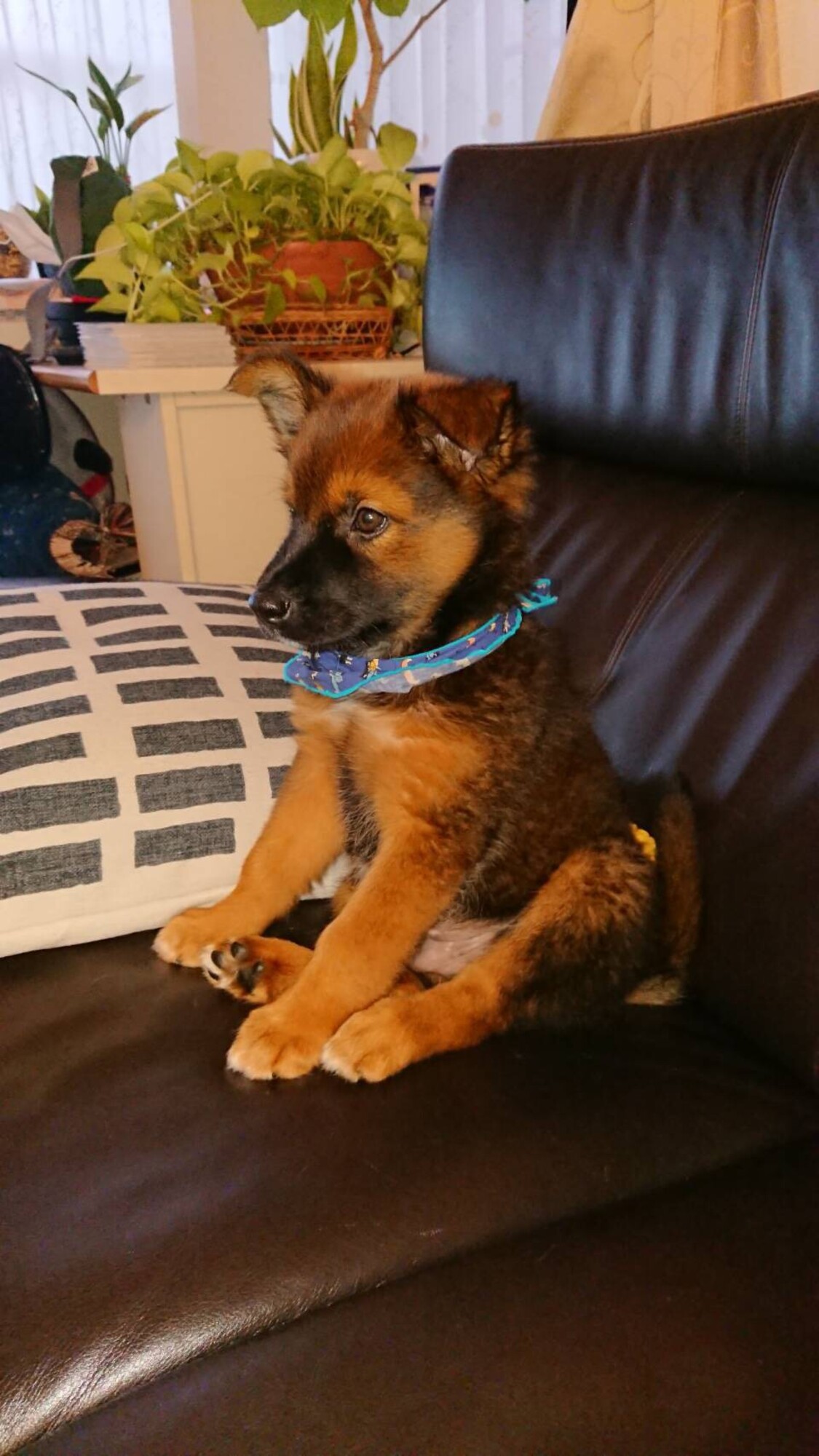 人懐こくて甘えん坊な保護 茨城県 犬の里親募集 ペットのおうち 月間利用者150万人