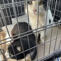 保護猫を迎えませんか？