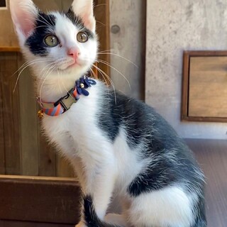 【兄弟セット譲渡】アスターくん