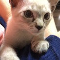 めちゃ可愛いシャム風メスニャン★