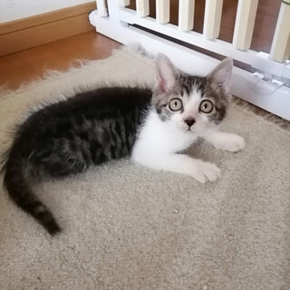 鼻黒ポワポワほたるくん