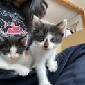 仔猫の里親探してます