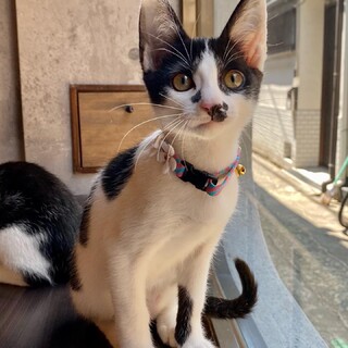 【兄弟セット譲渡】ラナンくん