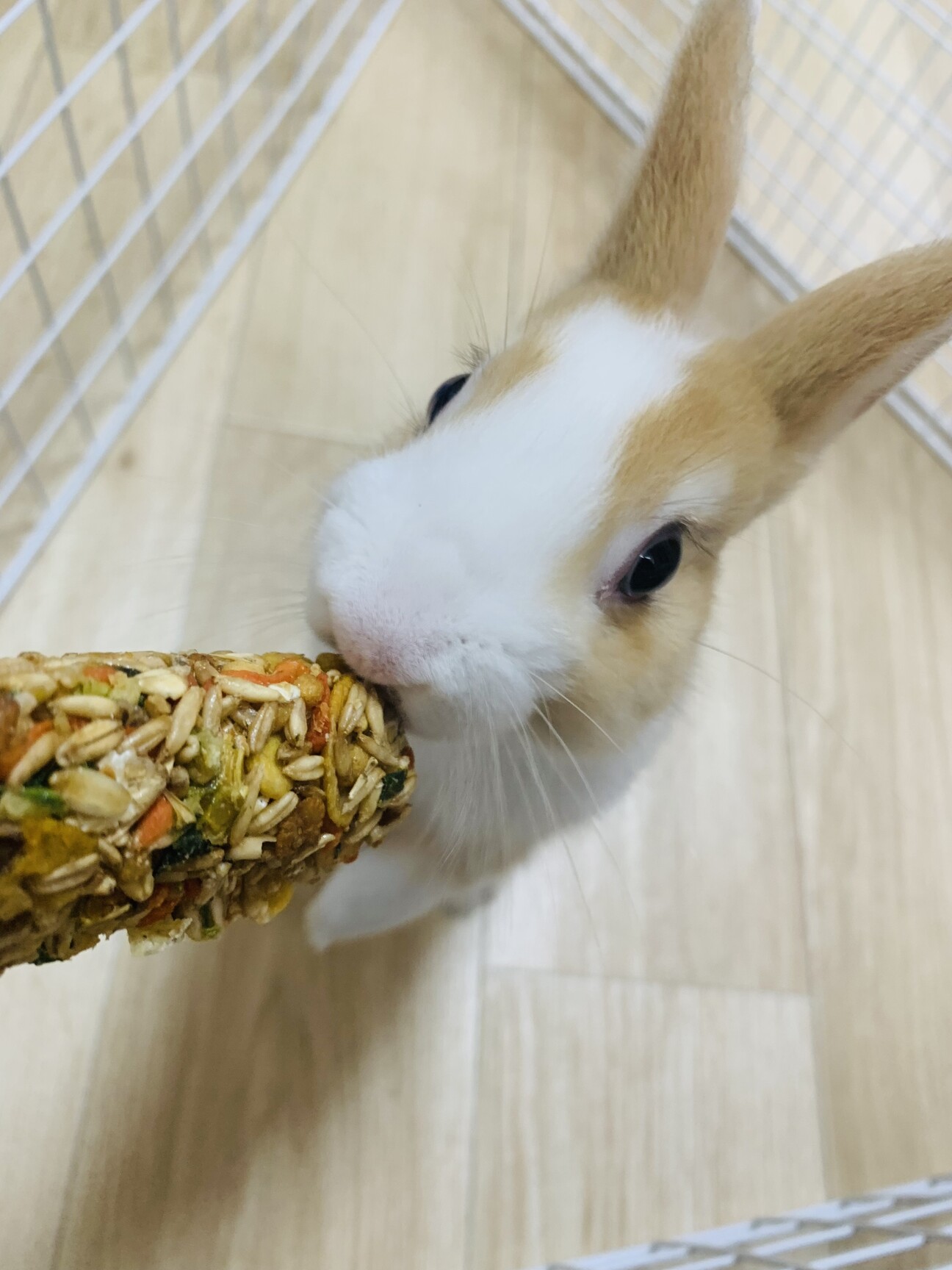 ミニうさぎ 大阪府 小動物の里親募集 ペットのおうち 月間利用者150万人