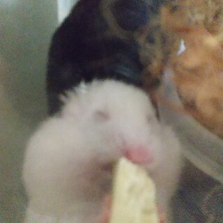 ゴルハム赤ちゃん里親。