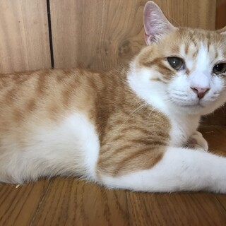 【急募】抱っこ&膝乗り好きな甘えん坊さん