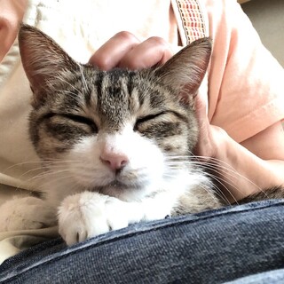 穏やかで人懐こい　みゆちゃん