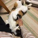 人間大好き三毛猫のおぺらちゃん