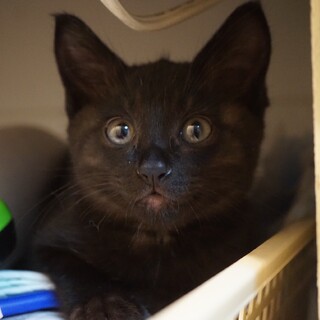 こぐまみたいな女の子、くうちゃんです。