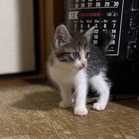 たまちゃん