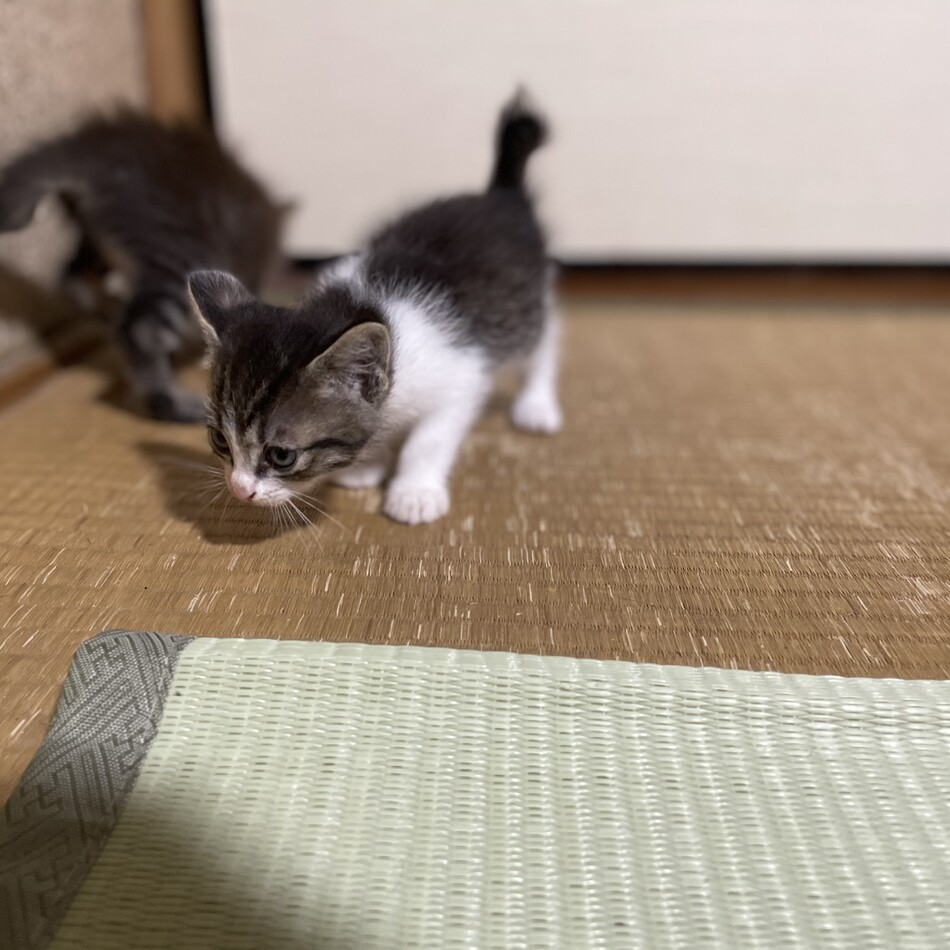 たまちゃんのカバー写真