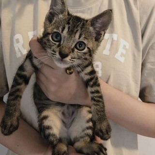 （動画あり）生後2ヶ月⭐️ゴロゴロ甘えたな男の子